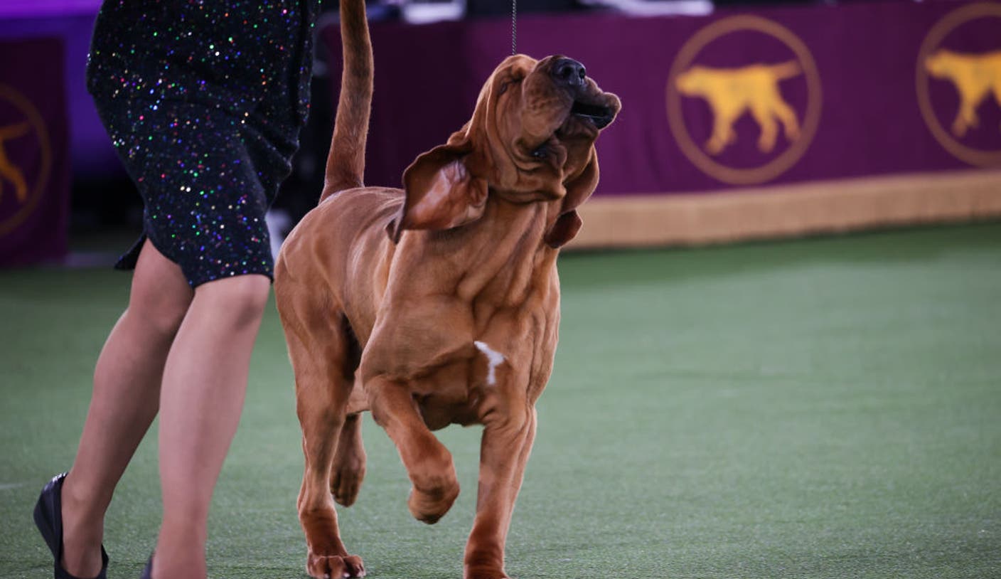 Westminster Kennel Club Dog Show winners: Every champion since 1907