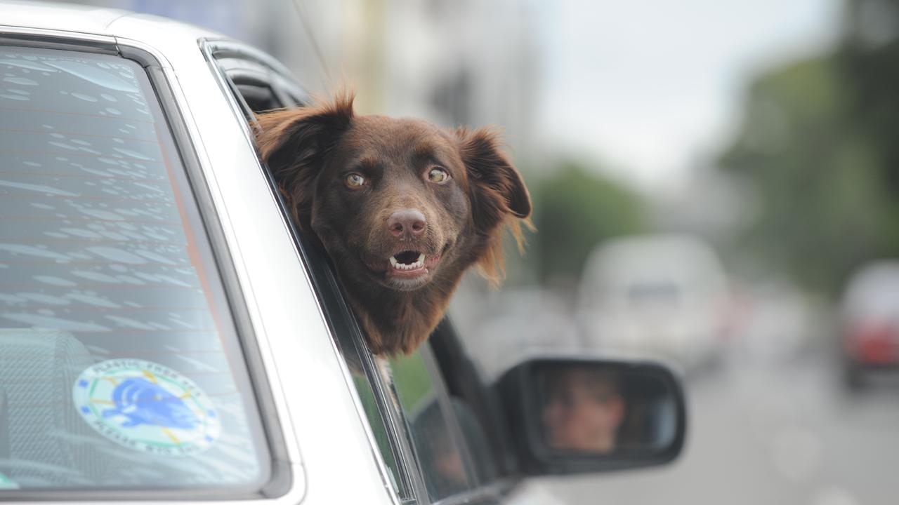 Colorado driver ‘tried to switch places with dog’ to avoid speeding, DUI charges