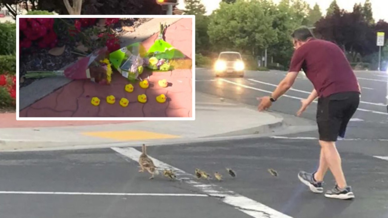 Tragedy as father killed while helping family of ducks cross road