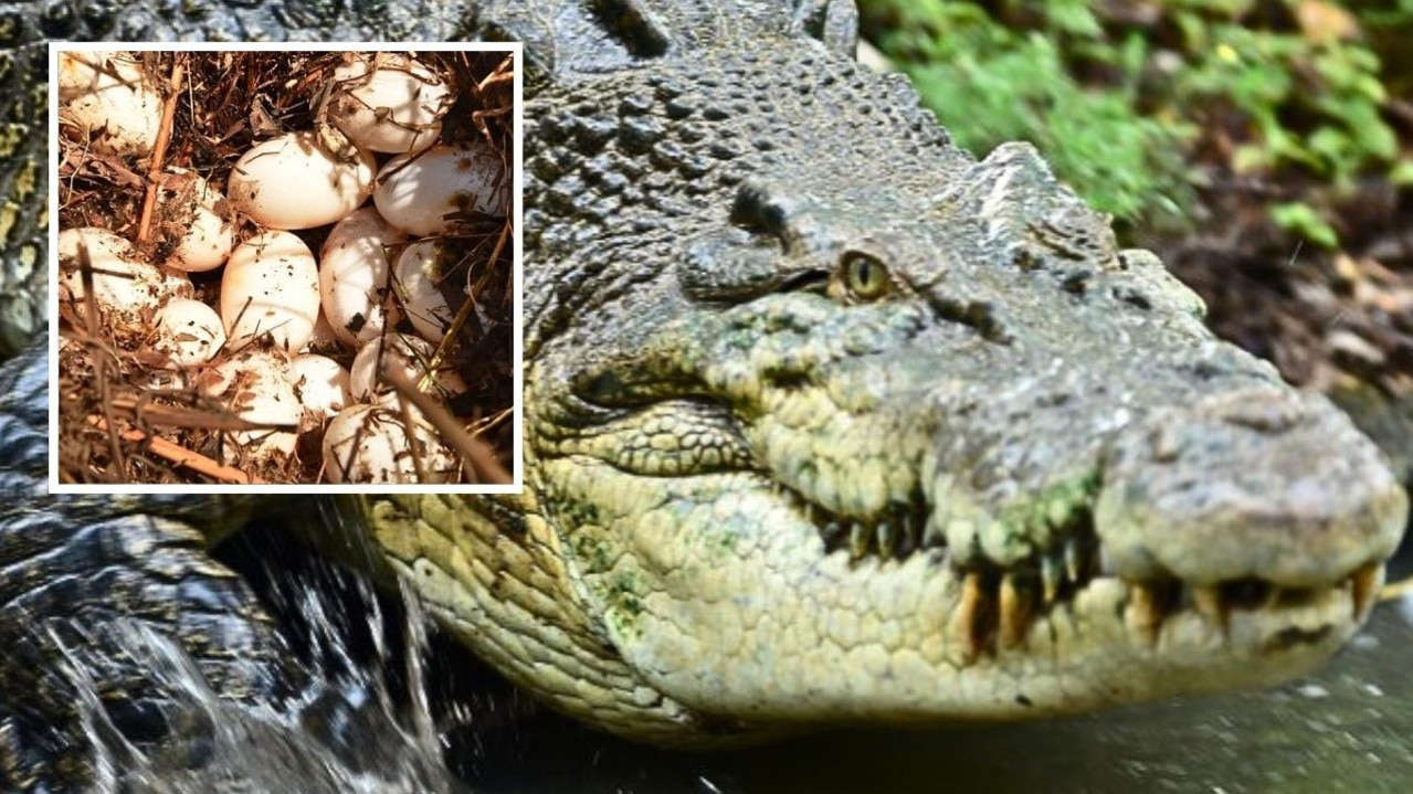 Crocodile ‘virgin birth’ recorded for first time in Costa Rica