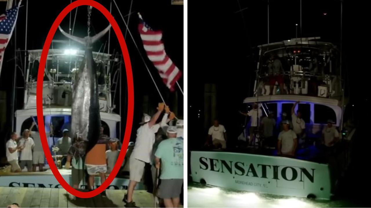 600-pound marlin disqualified from tournament over mutilation