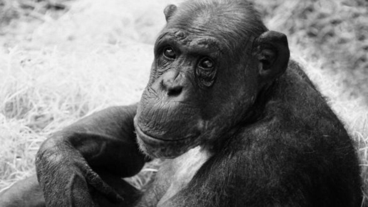 Healthy, ‘much-loved’ chimpanzee William found dead in UK