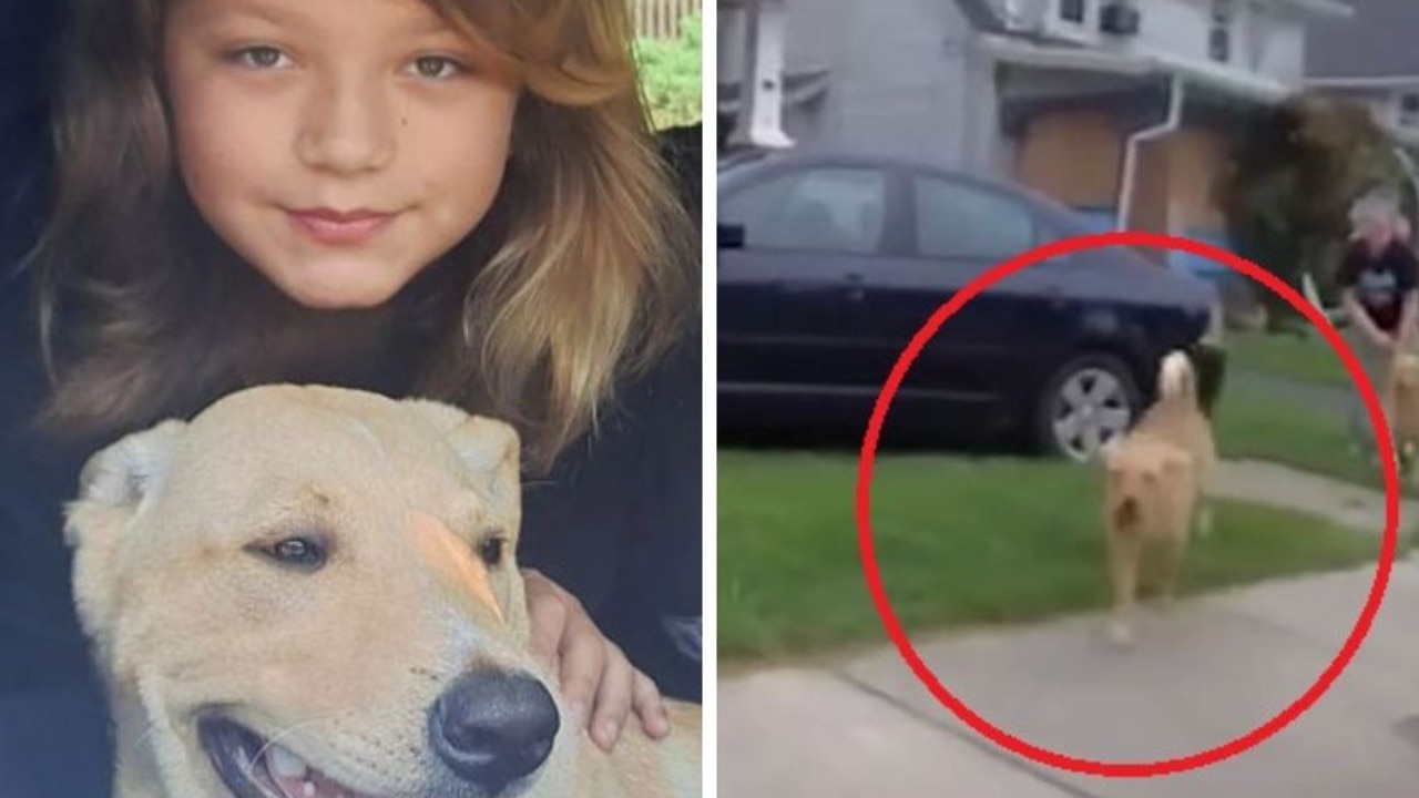 US cop in Cleveland shoots golden lab dog dead