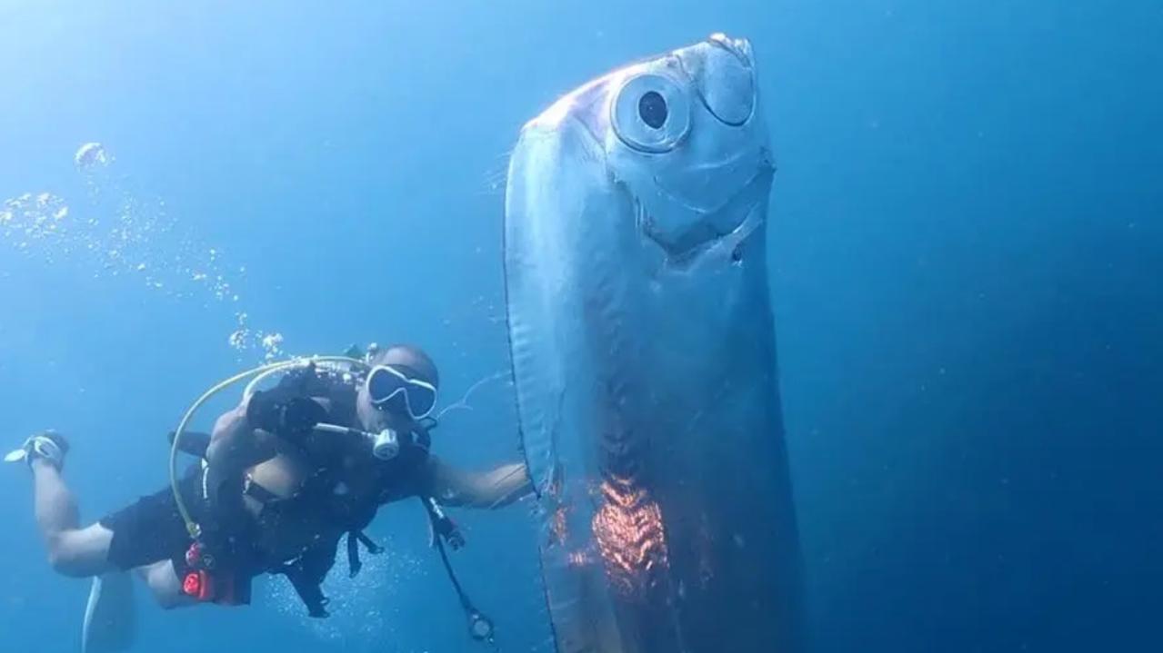 Insane picture of giant oarfish with mysterious holes in Taiwan