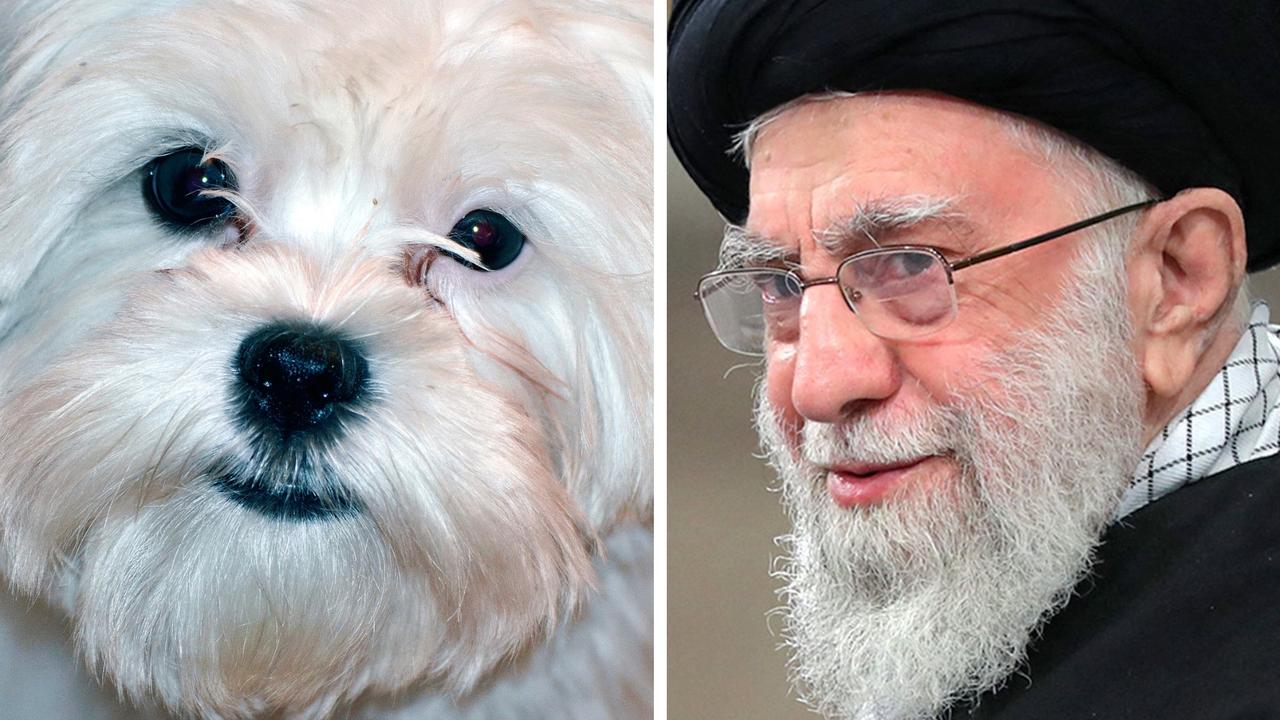 Iranian realtor arrested after couple sell house to dog