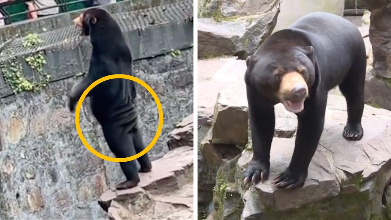 Chinese zoo bear: Sun bear at Hangzhou zoo not a human in costume