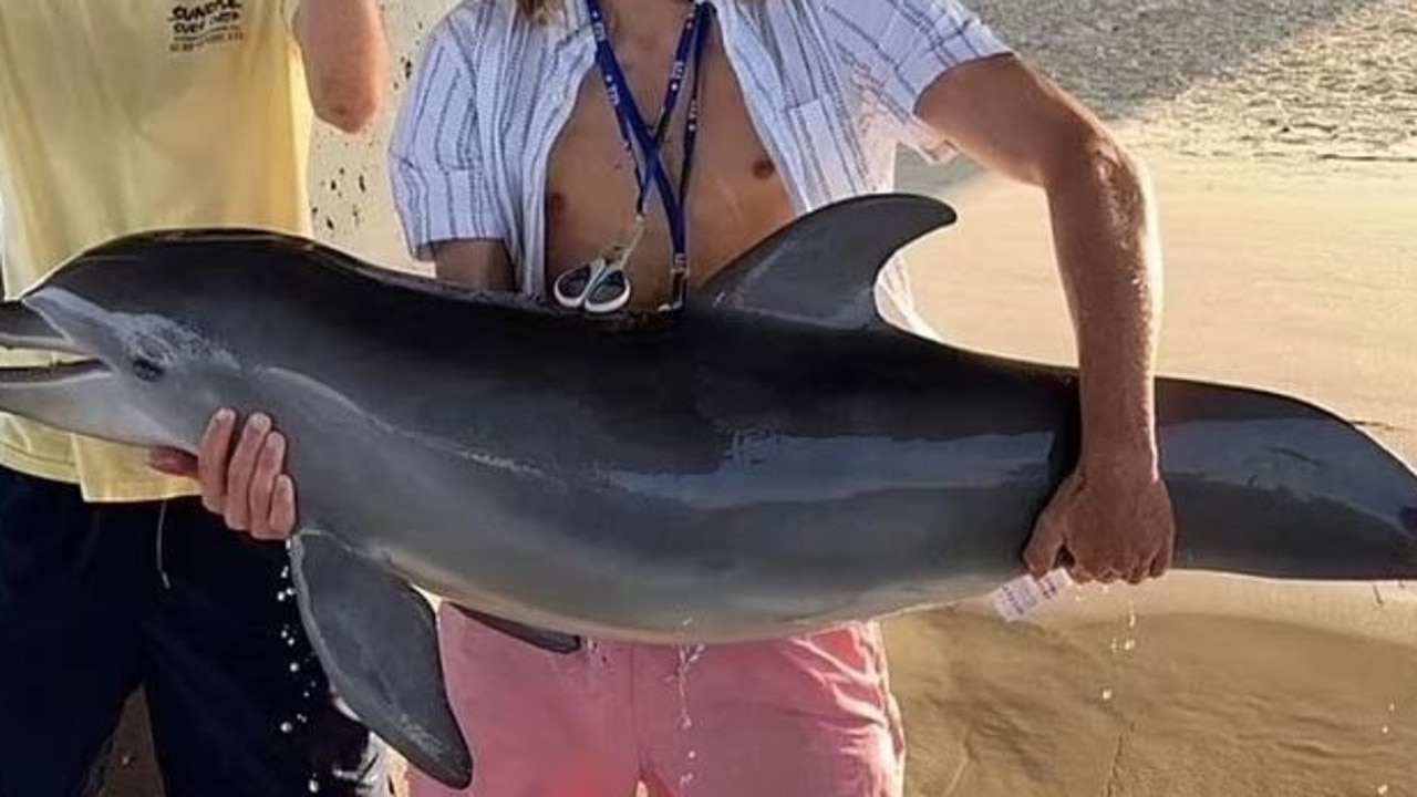 Florida teen allegedly killed a baby dolphin after taking it from water for Instagram selfie