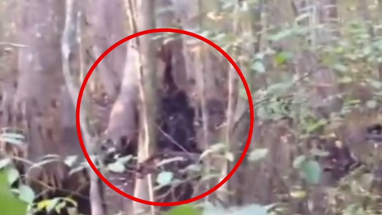 ‘Bigfoot’ video leaves sceptics stunned