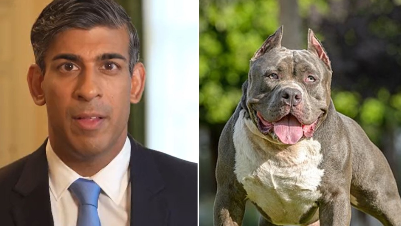 Prime Minister Rishi Sunak seeks to ban American XL Bully dog breeds