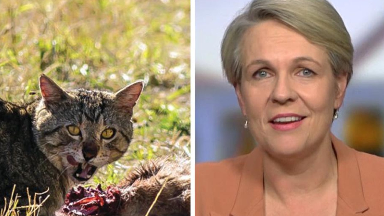 UN: Cats kill 6m animals in Aus every night