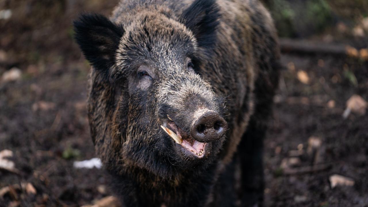 Germany’s wild boars are still radioactive because they eat contaminated truffles