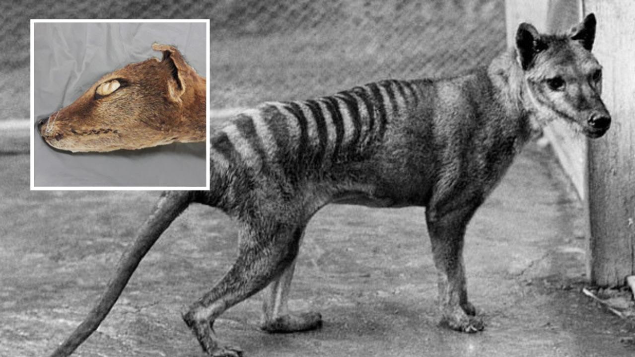 Fight to bring back Tasmanian tiger: RNA extracted from extinct thylacine