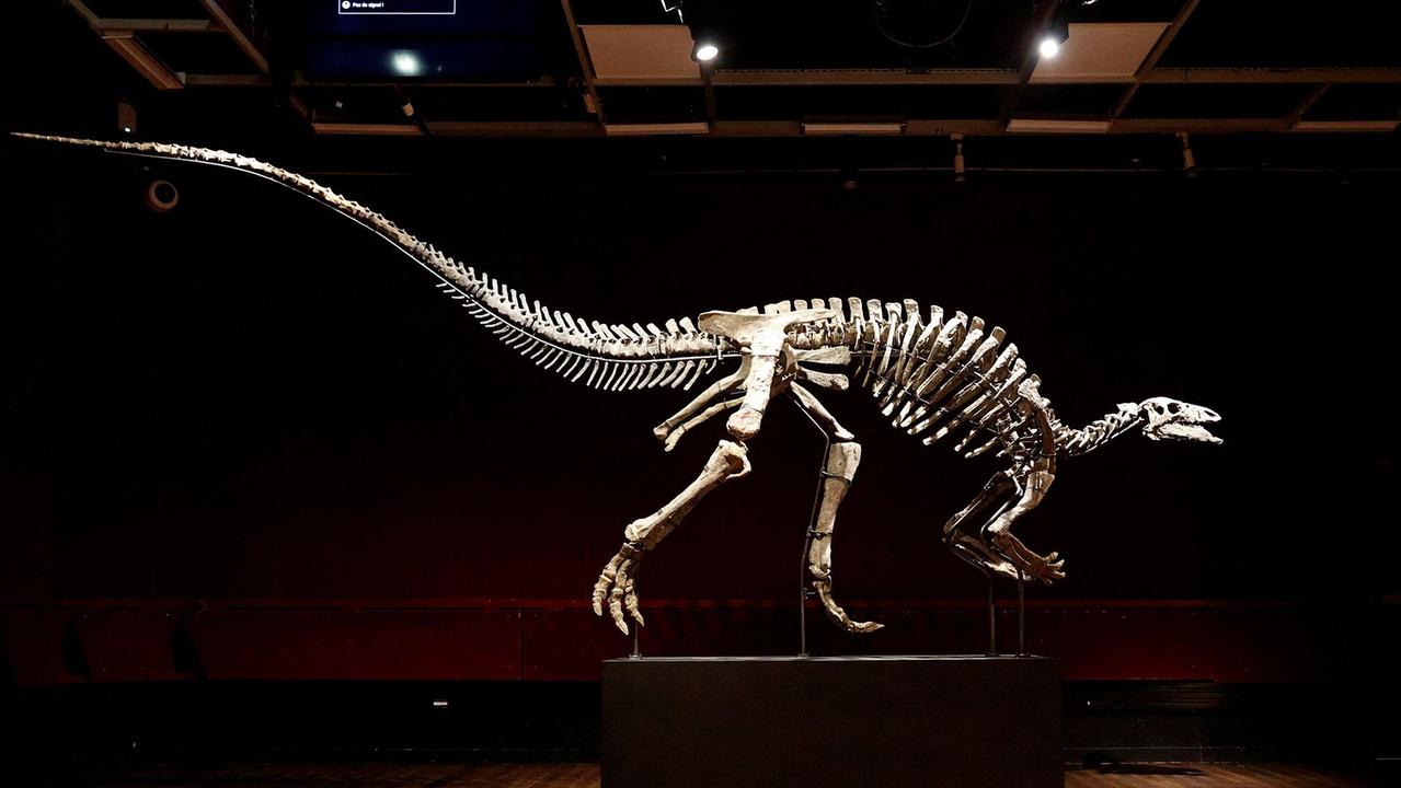 Rare dinosaur skeleton Barry up for sale in Paris