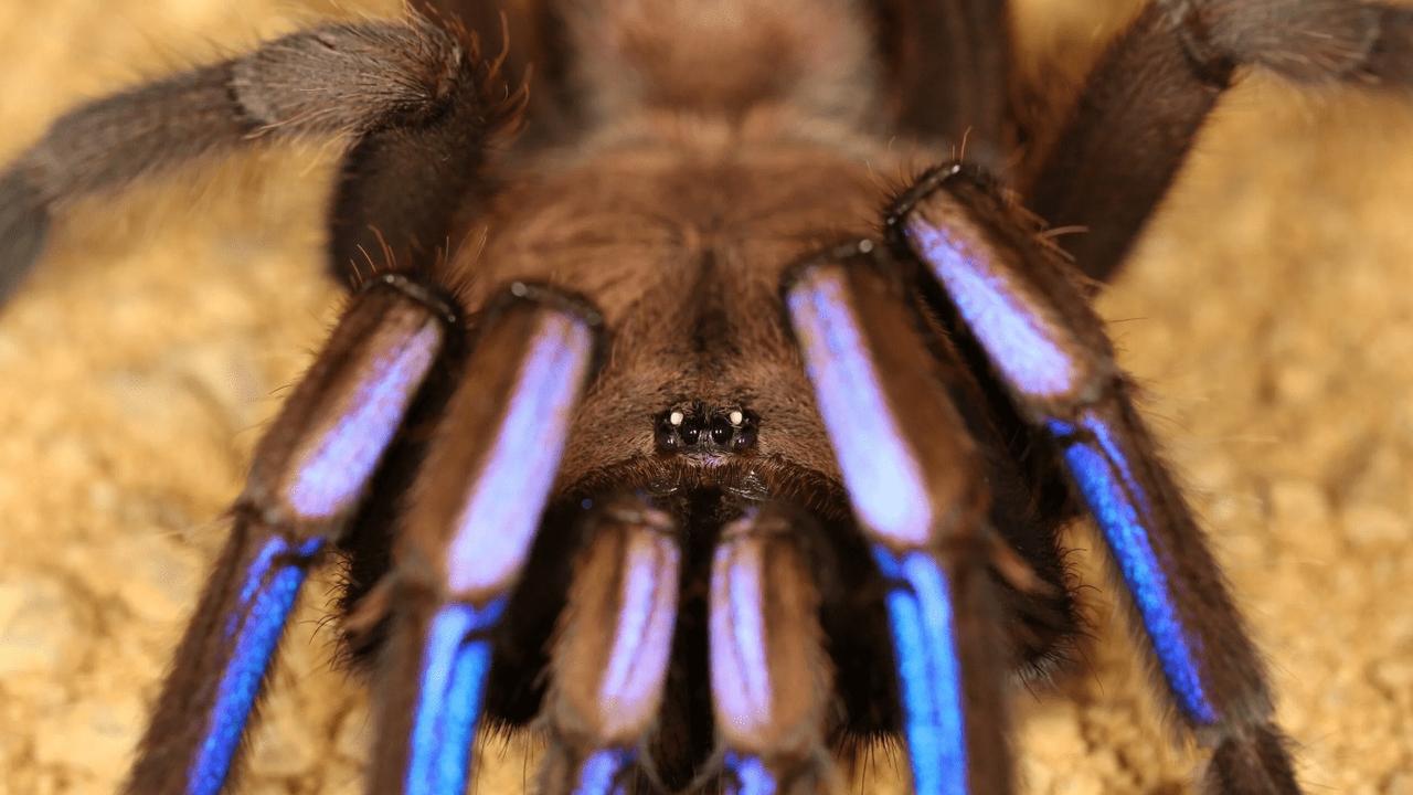 New blue tarantula species discovered in Thailand