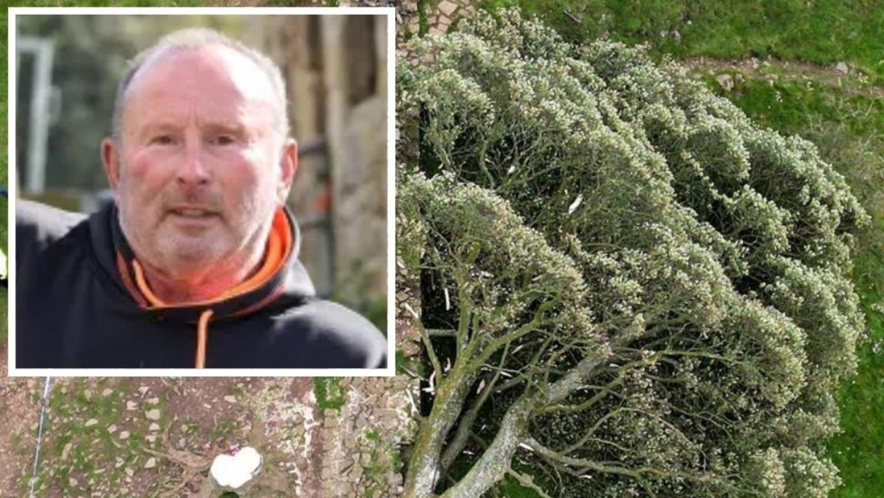 Sycamore Gap: How 300-year-old tree’s ‘DNA’ could unlock mystery of vandal feller