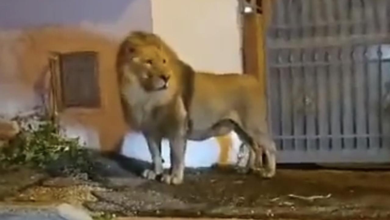 A circus lion escaped in the Italy, forcing residents of Ladispoli to stay indoors