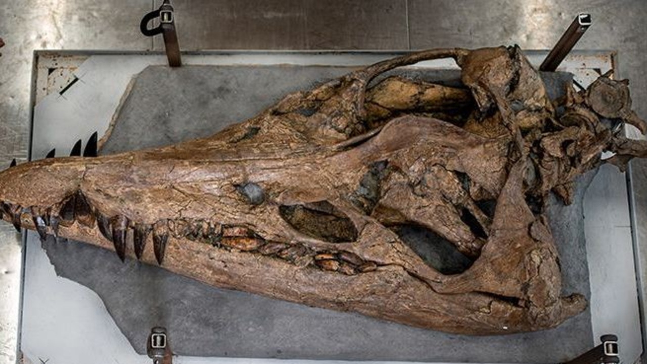 Giant skull of sea monster pliosaur discovered in Dorset cliffs