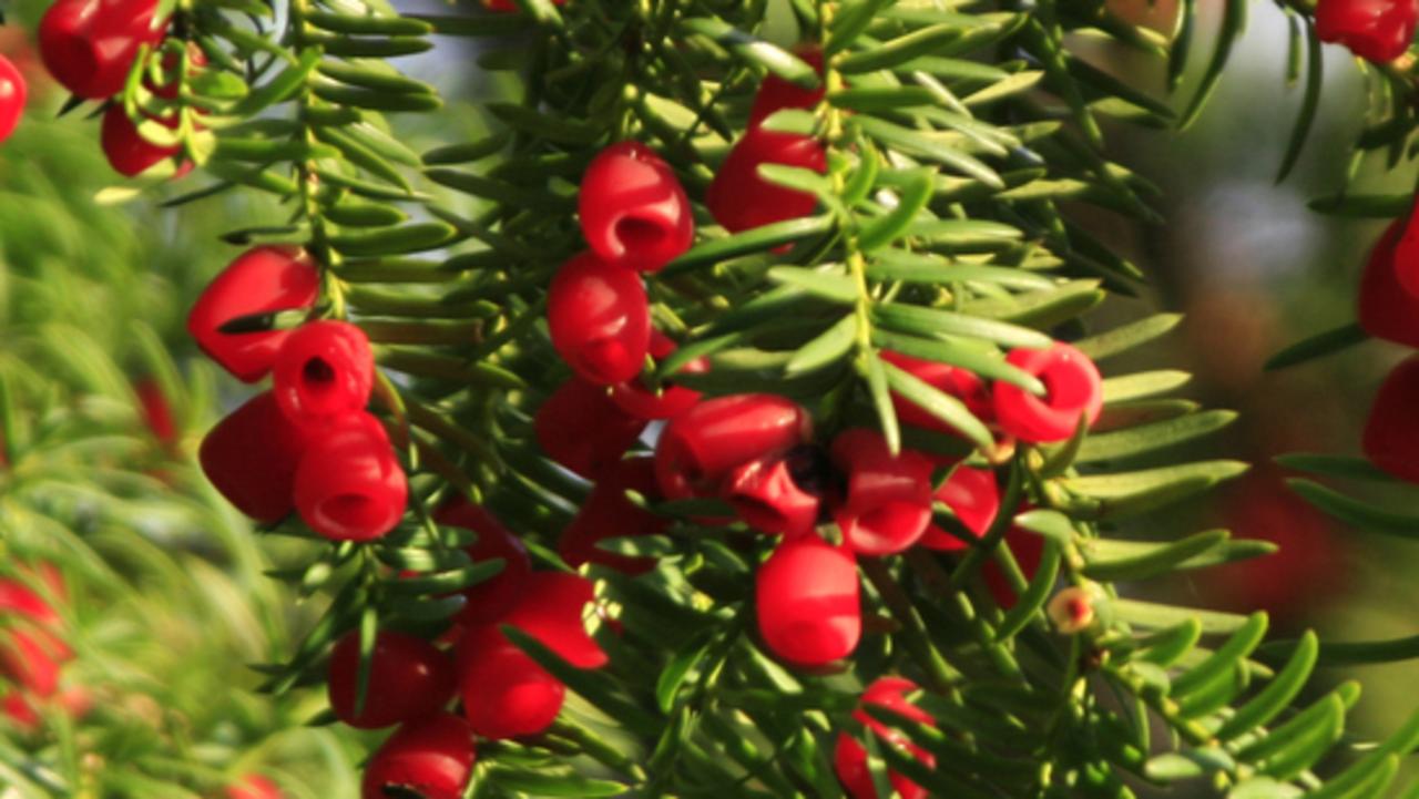 Benn Curran-Nicholls, 14, dies after eating yew berries on walk