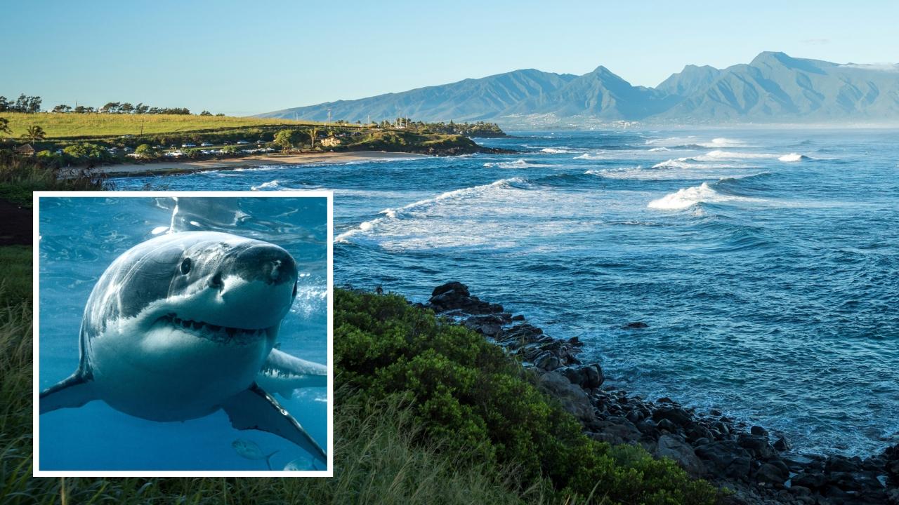 Maui, Hawaii shark attack: Man killed while surfing Paia Bay