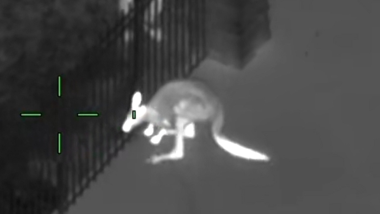 Kangaroo, US: Escaped kangaroo sends Tampa police on a wild chase to save the marsupial in Florida