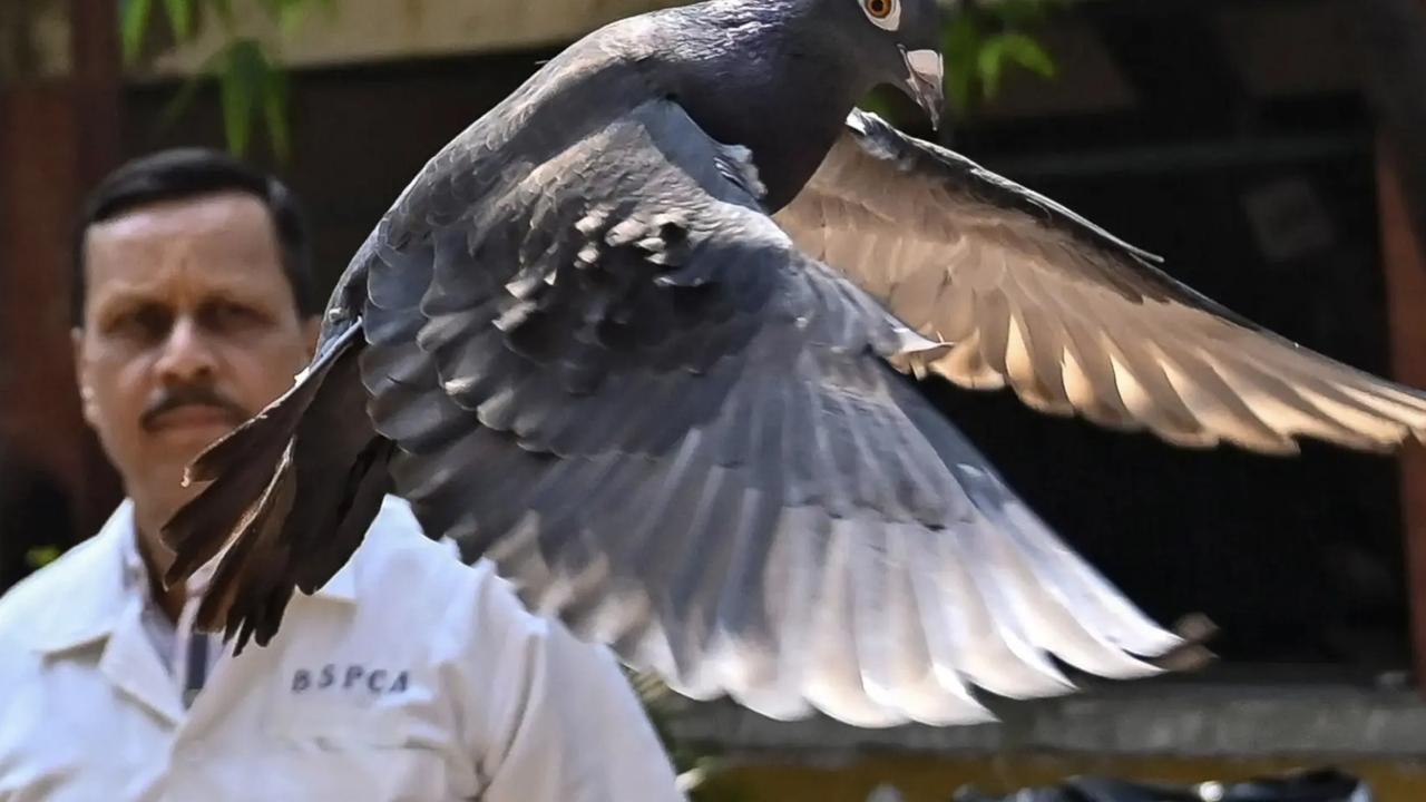 India releases pigeon accused of spying for China after detaining it for eight months